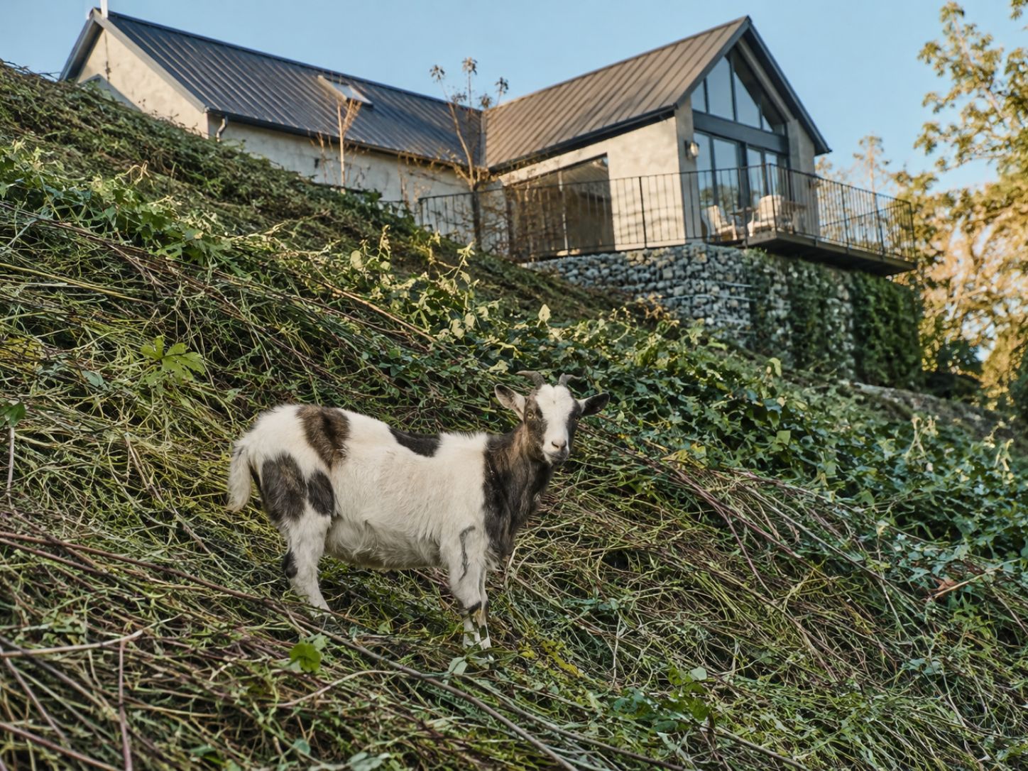 Goats working steep or thick country