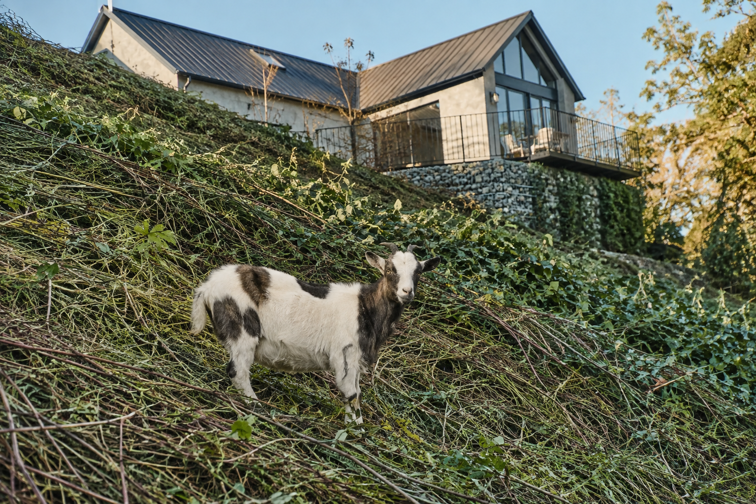 Goats working steep or thick country